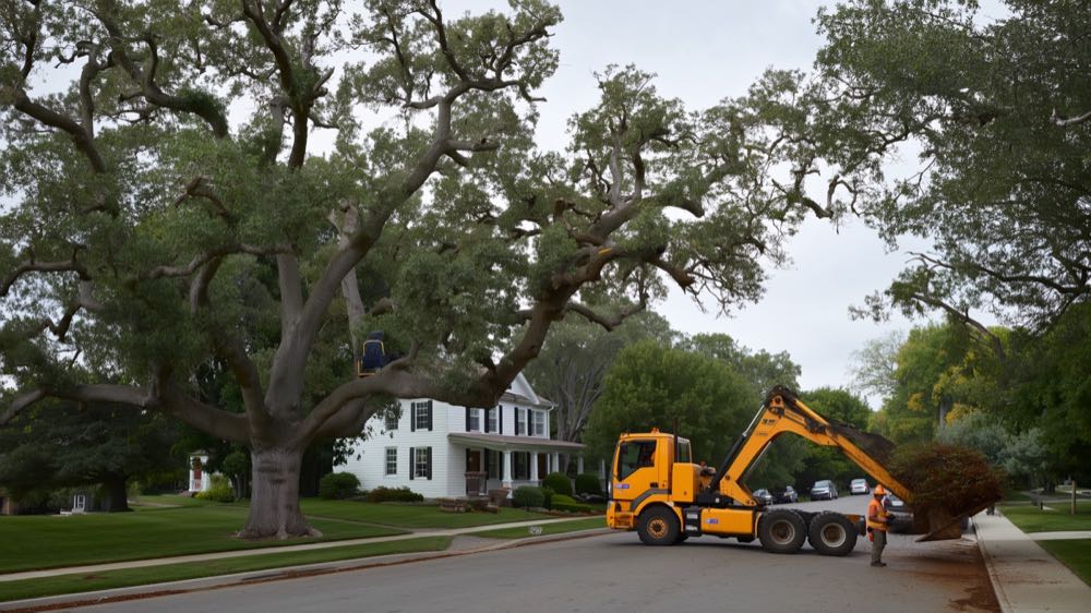Bucket-truck crew trimming a shade tree